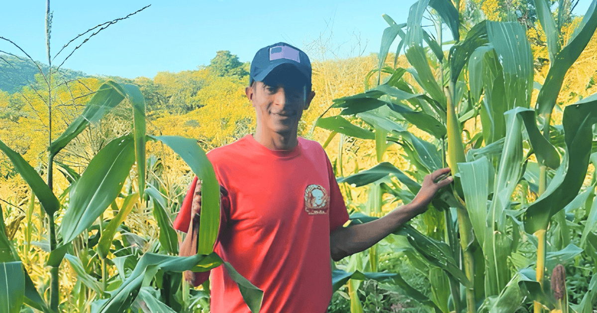 Farmer in a red shirt standing in a lush cornfield.
