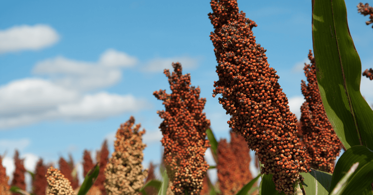 Sorghum plants growing in a field under a blue sky with clouds.